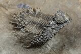 Unusual Lichid Trilobite (Akantharges) - Tinejdad, Morocco #209629-2